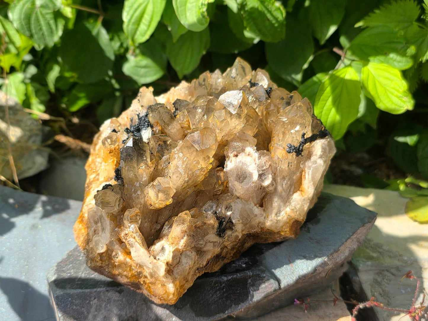 Raw natural Citrine crystal specimen from Congo with untreated crystal points and inclusions