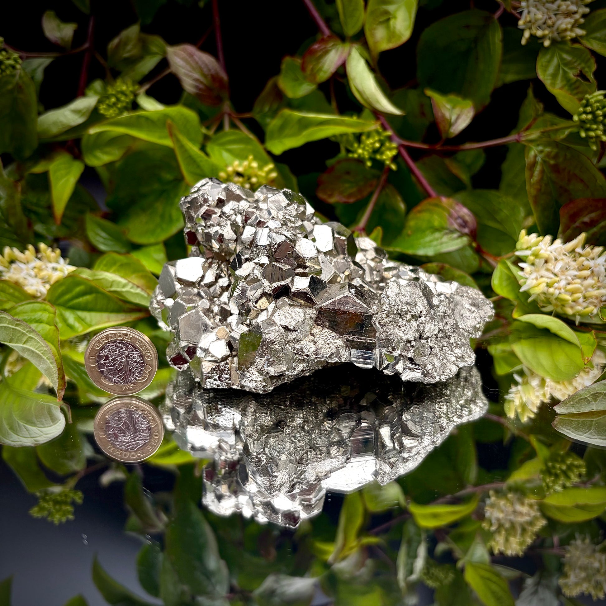 A heavy, high-lustre brass-gold Pyrite cluster displayed on a mirrored surface.