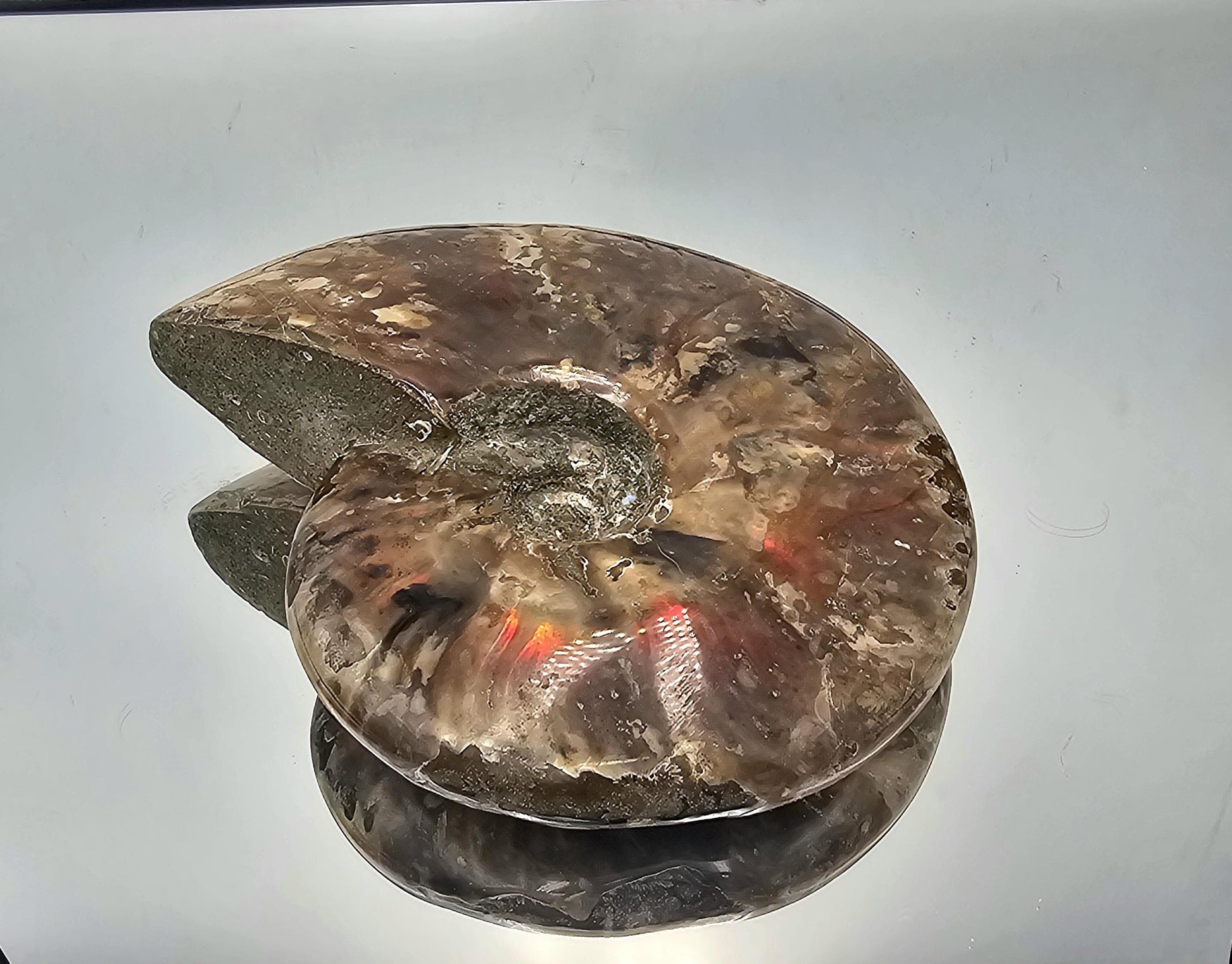Stunning Red Iridescent Ammonite fossil, a rare collector’s piece from Madagascar.