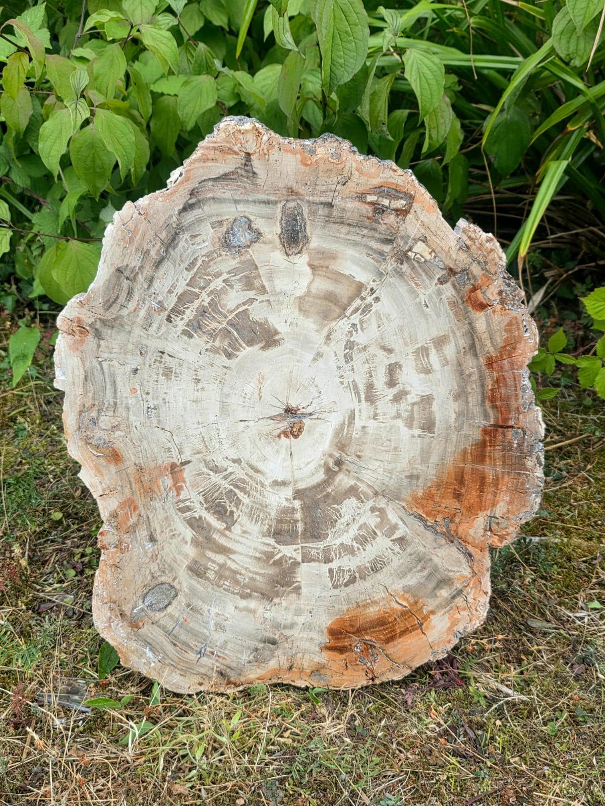 Rustic reptile carving made from fossil wood