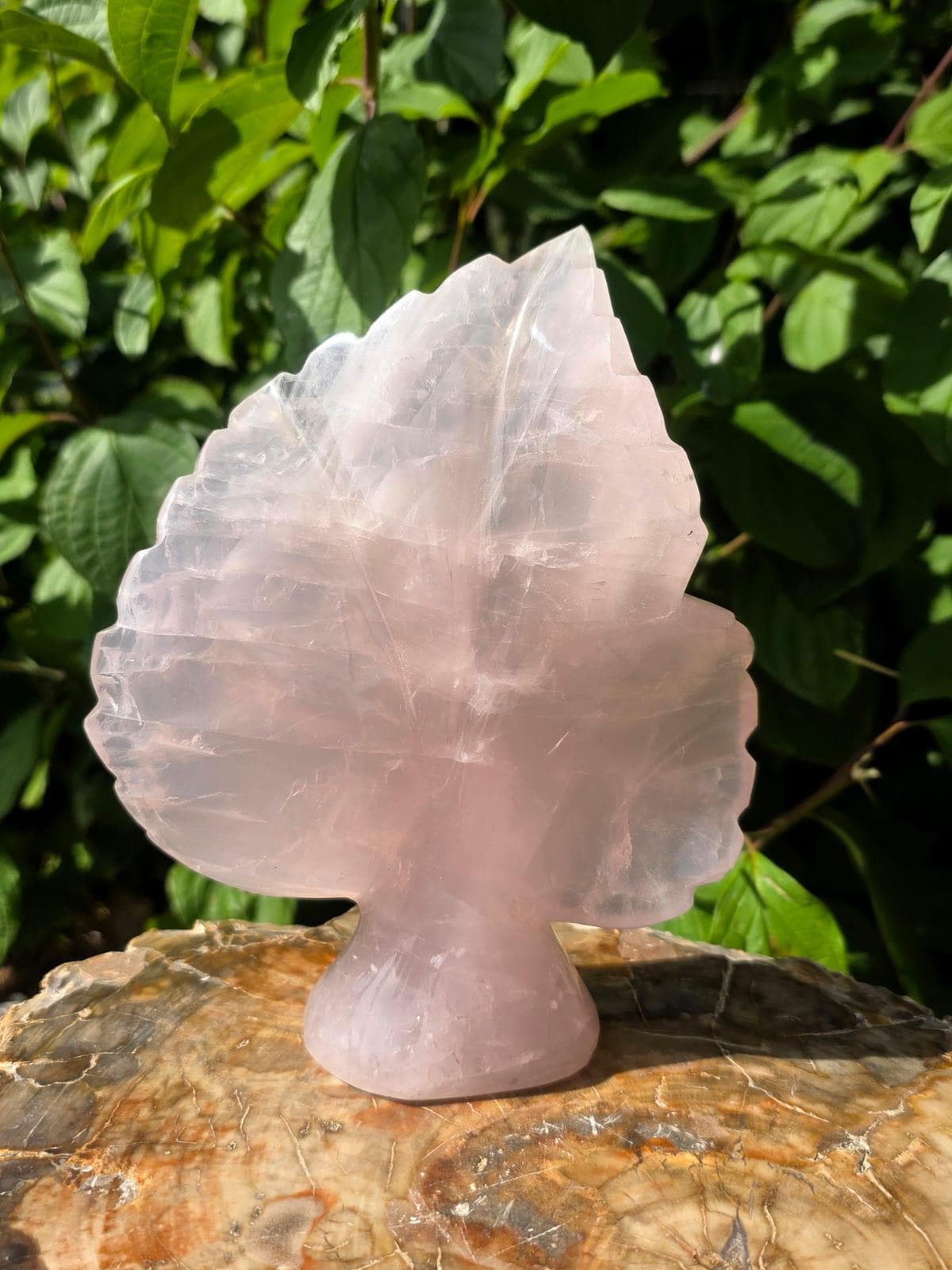 Polished Rose Quartz botanical carving with elegant leaf design.