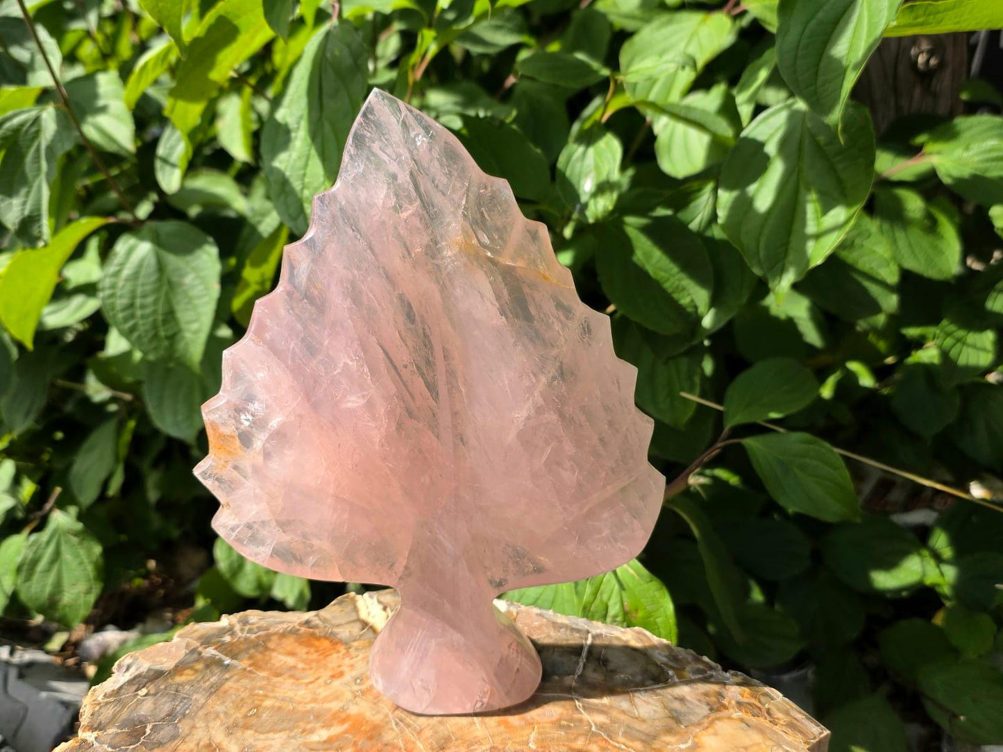 Rose Quartz crystal leaf sculpture with elegant polished botanical design.