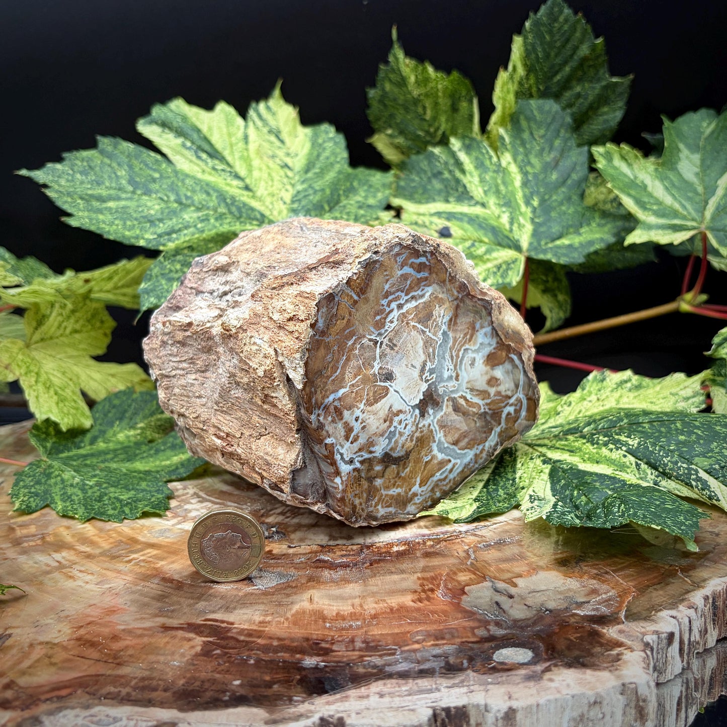 Sculptural petrified fossil wood stump
