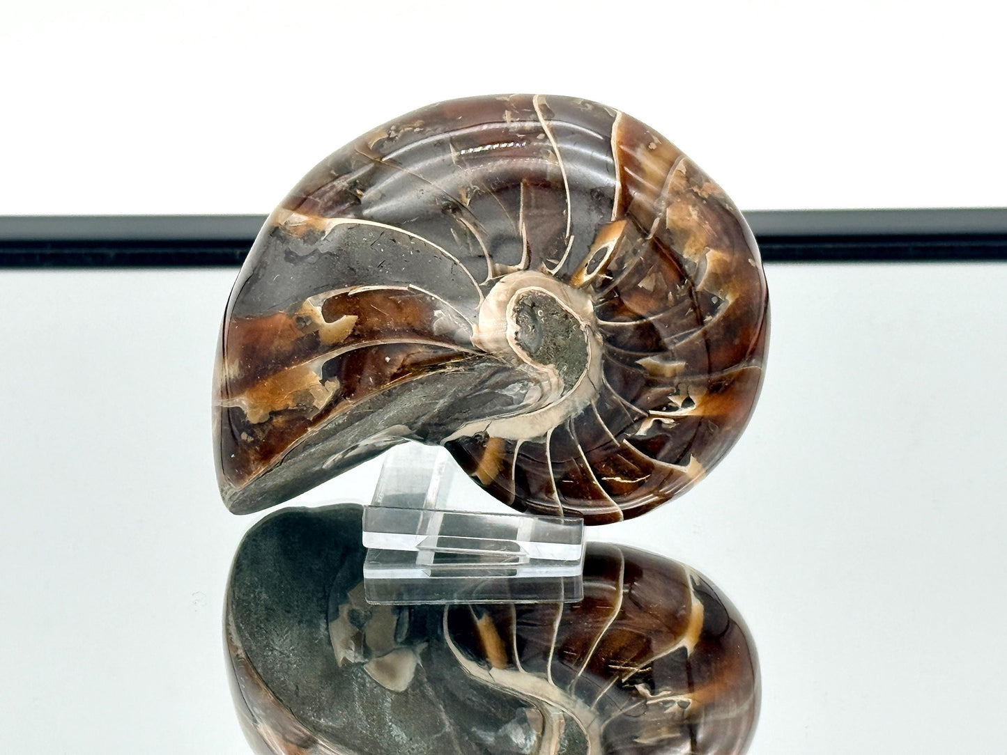 Natural chambered nautilus marine fossil