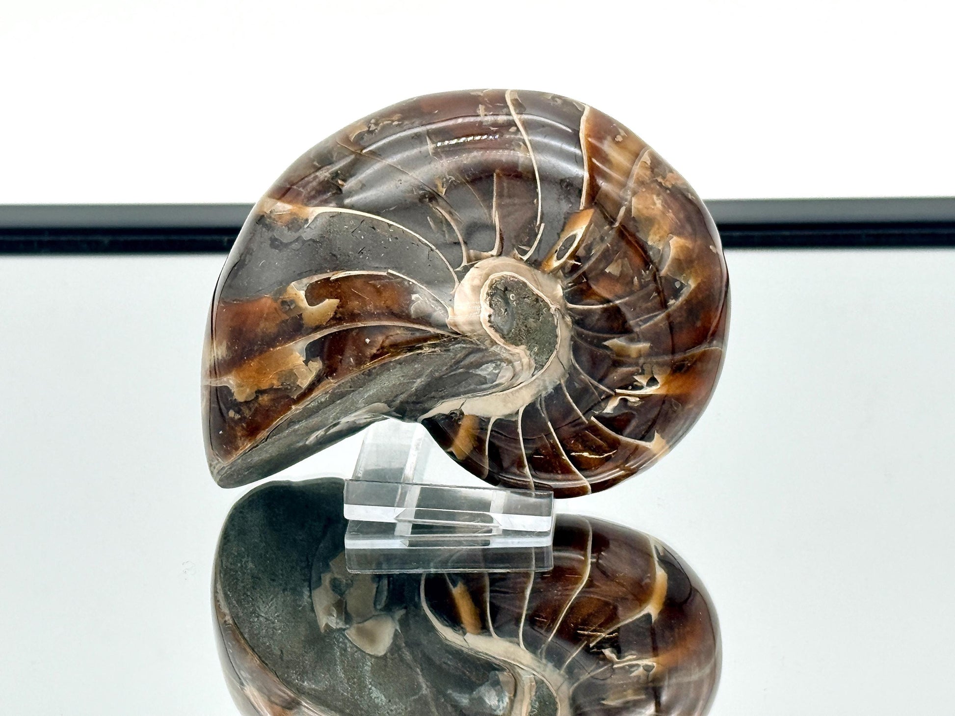 Natural chambered nautilus marine fossil