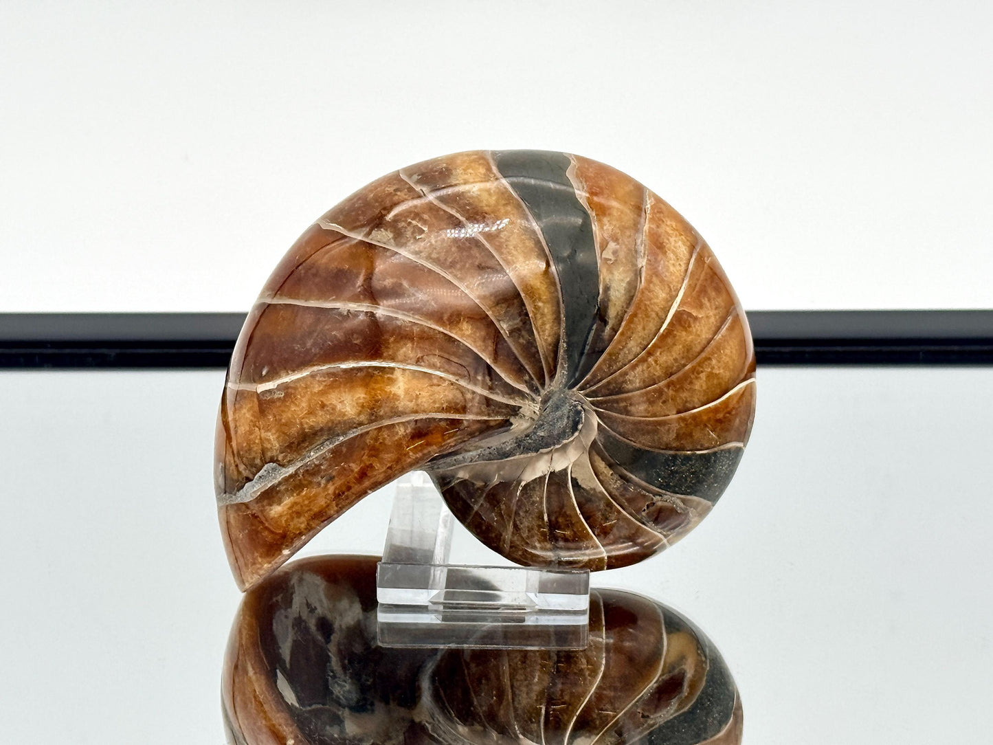 Prehistoric nautilus marine fossil showing chambered shell