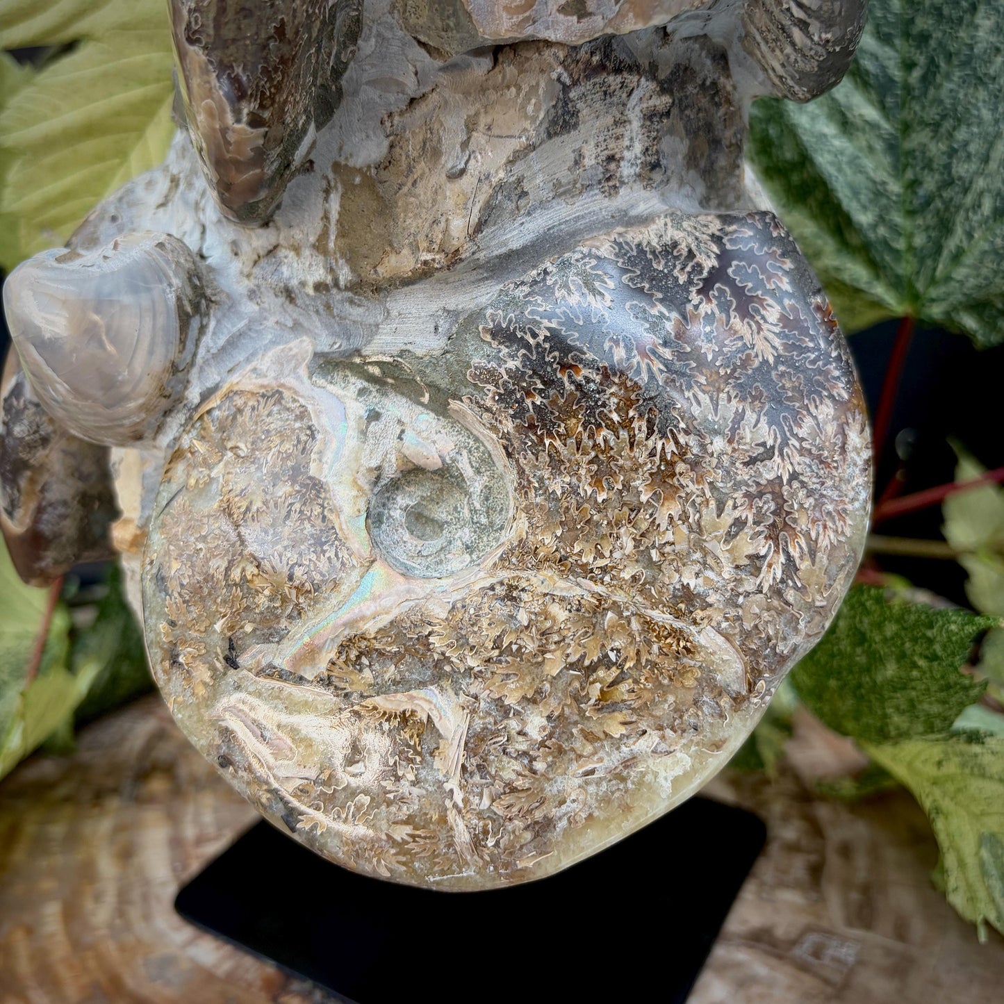 Statement ammonite fossil sculpture on display stand