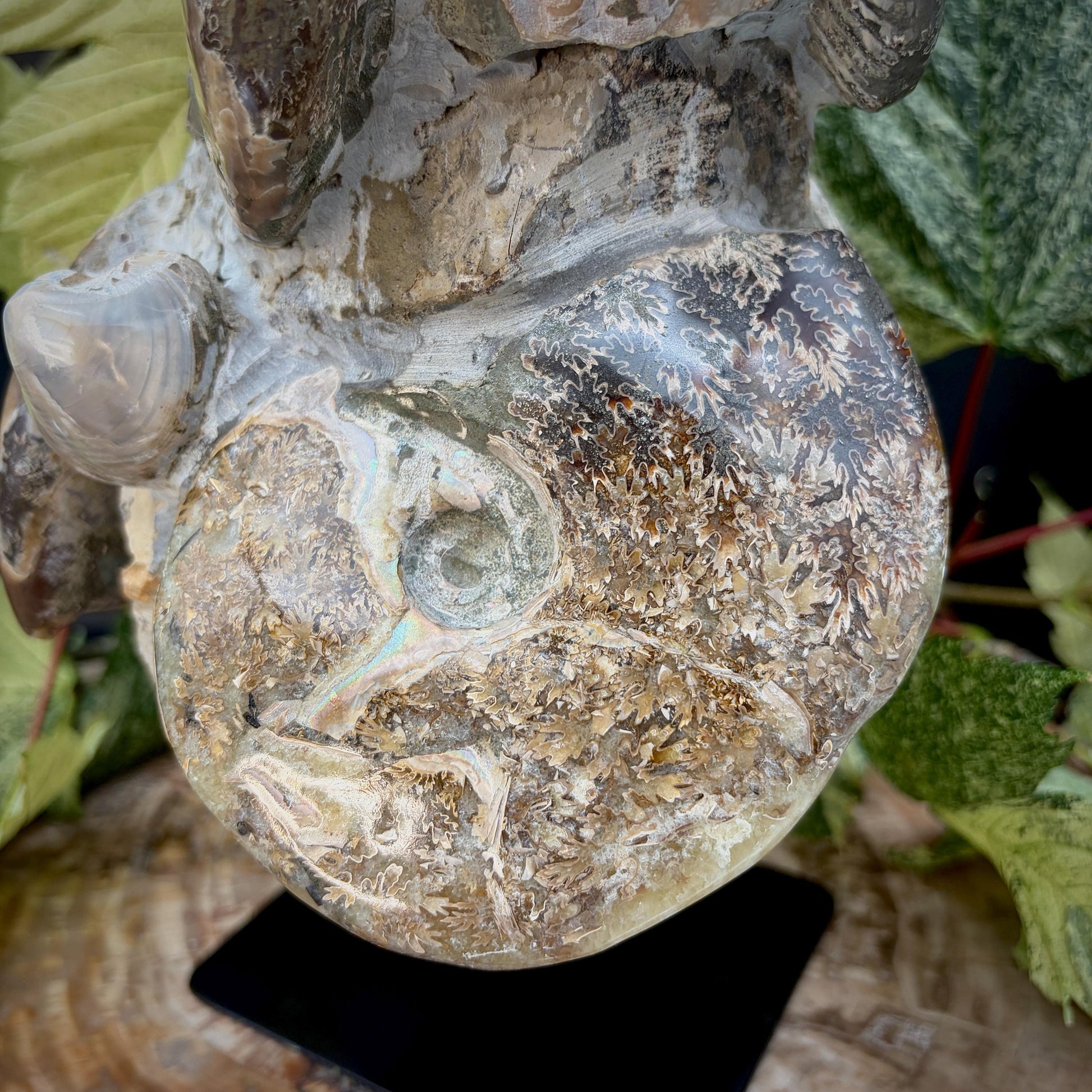 Statement ammonite fossil sculpture on display stand