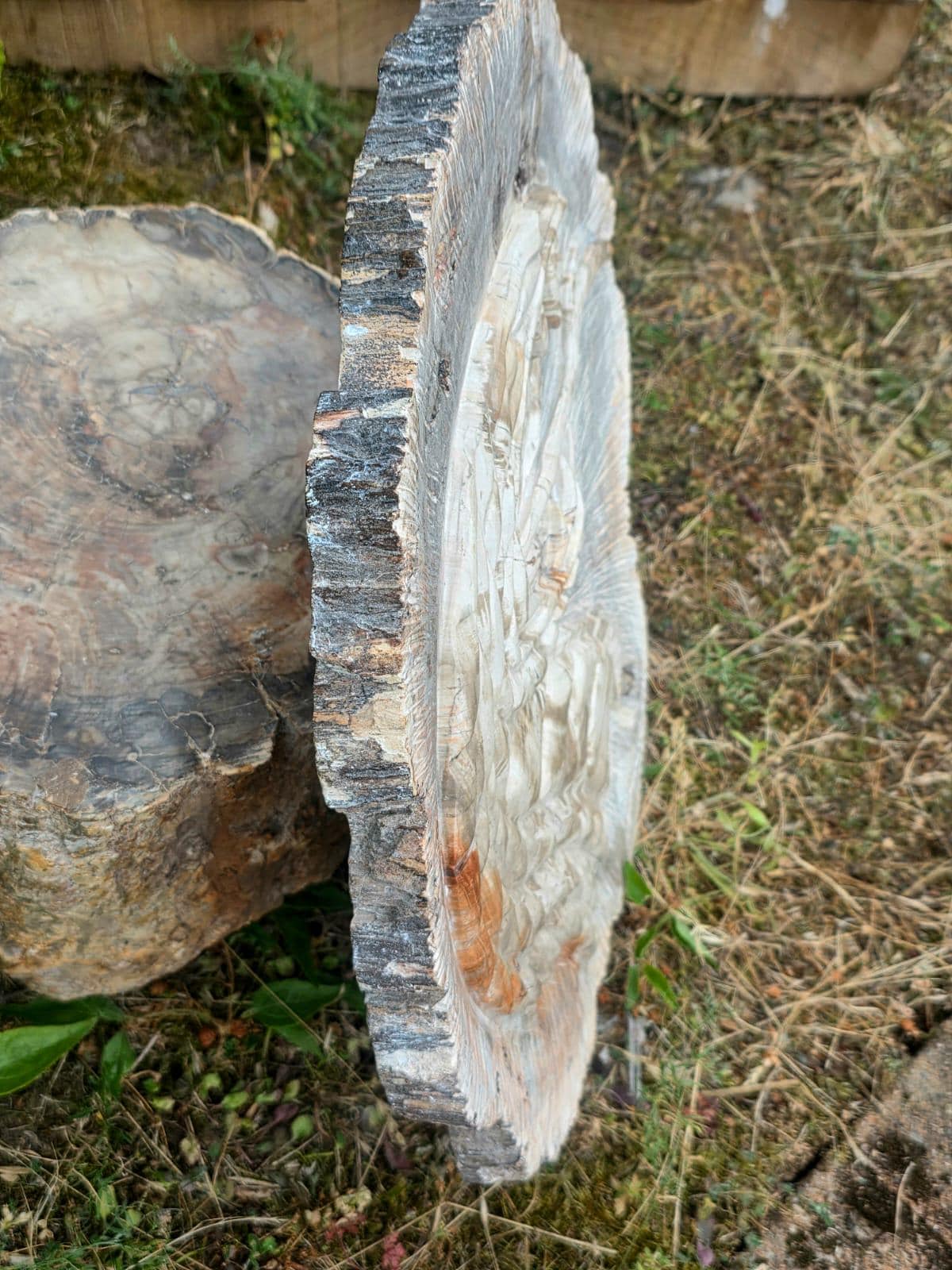 Genuine petrified wood cobra sculpture