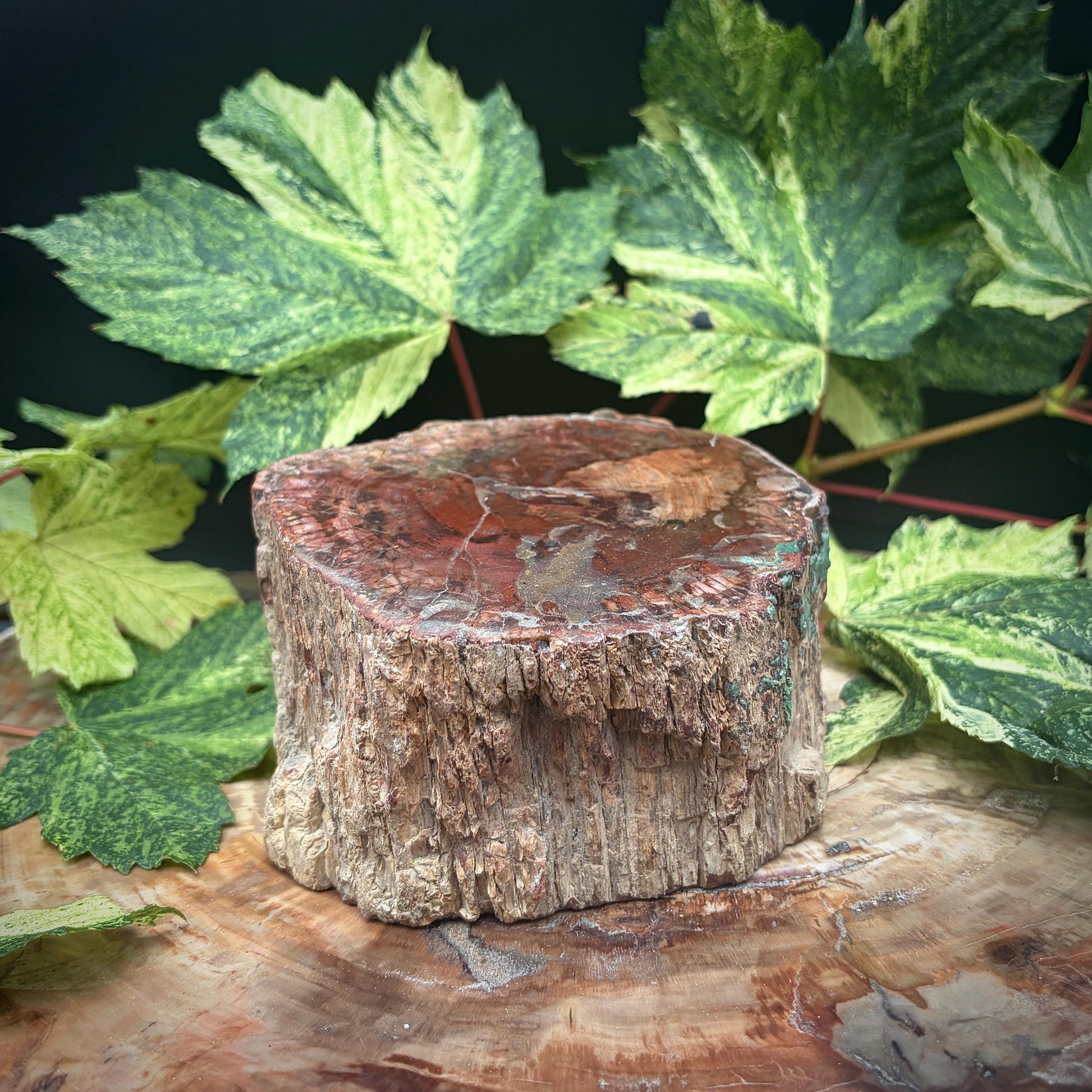 Statement petrified wood fossil decor piece