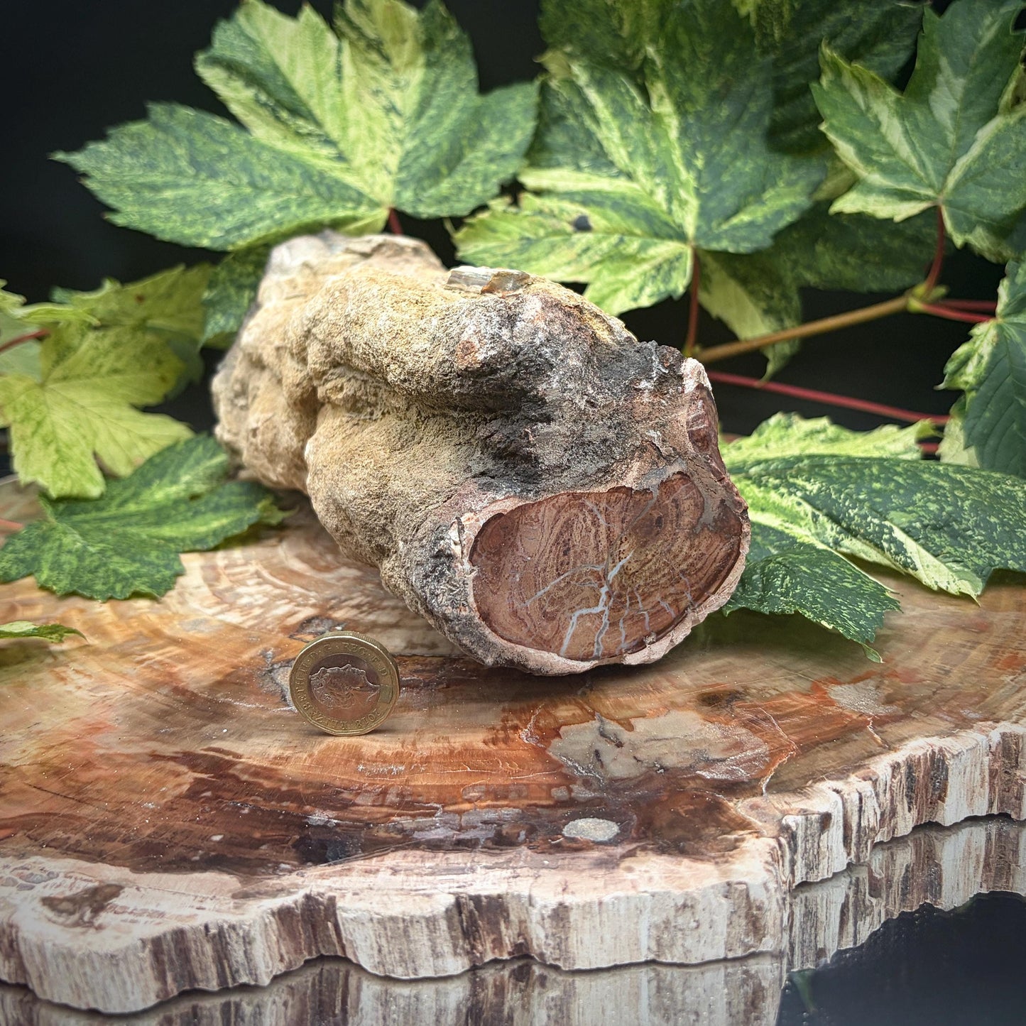 Statement petrified wood fossil decor piece
