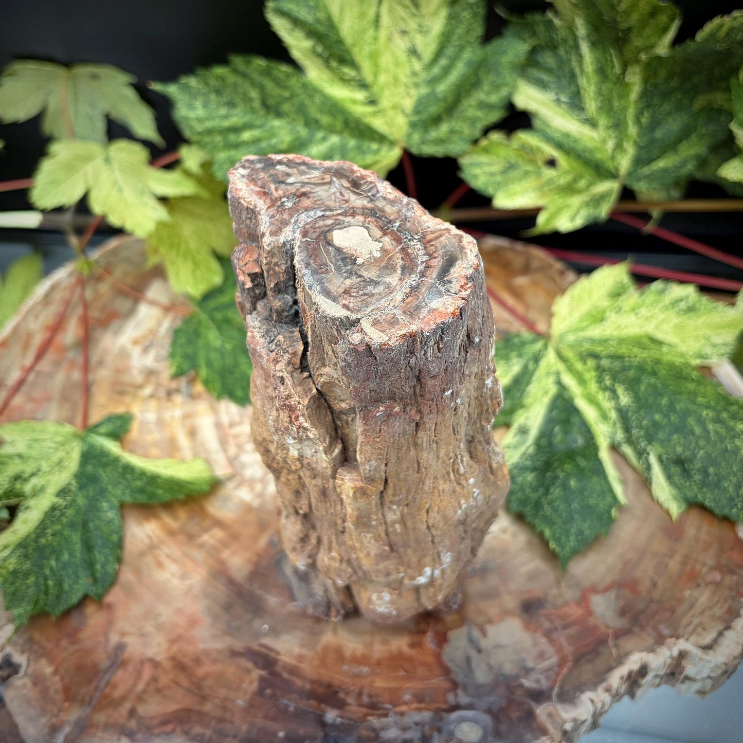 Ancient wood naturally preserved as stone