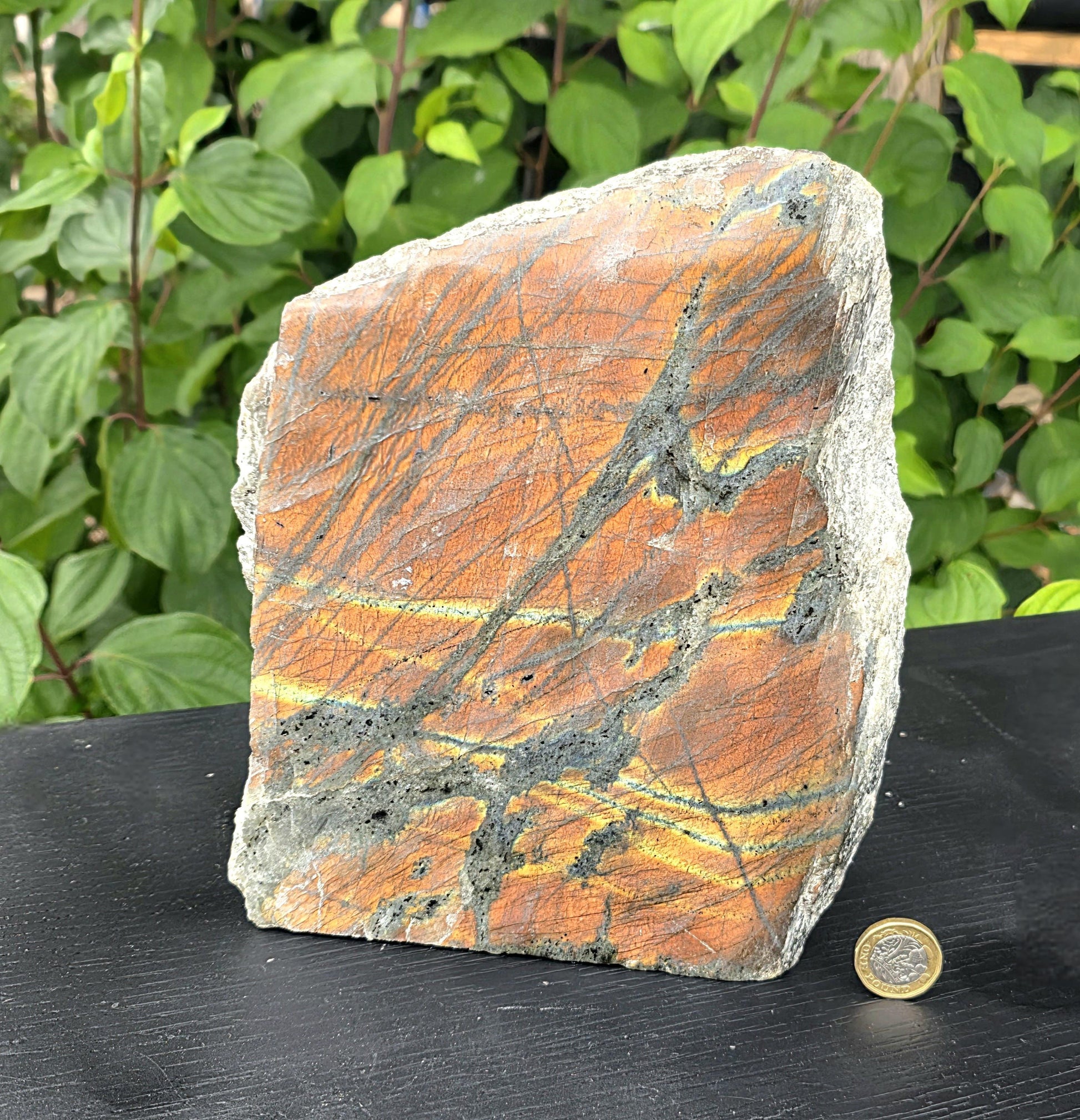 Polished large sunset labradorite crystal, colorful gemstone specimen.