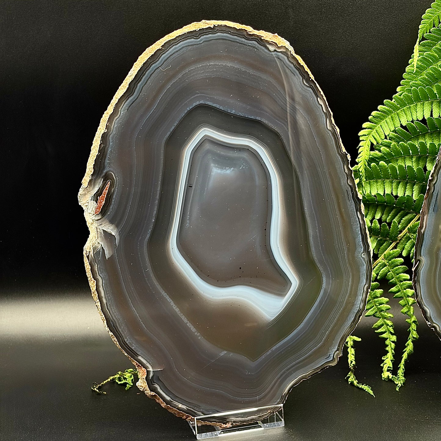 Front view of a XL, mirror-polished natural agate slice highlighting its thin profile and outer matrix.