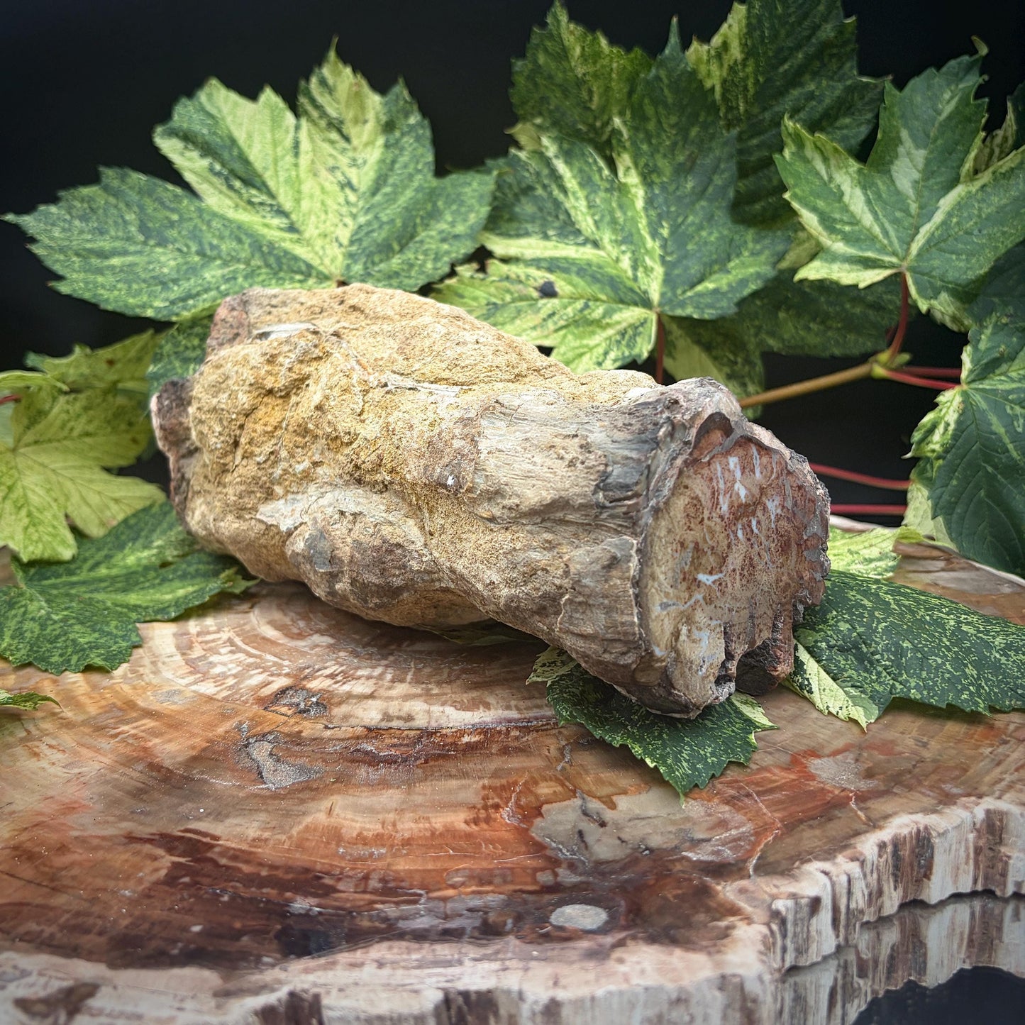 Unique fossil wood stump interior feature