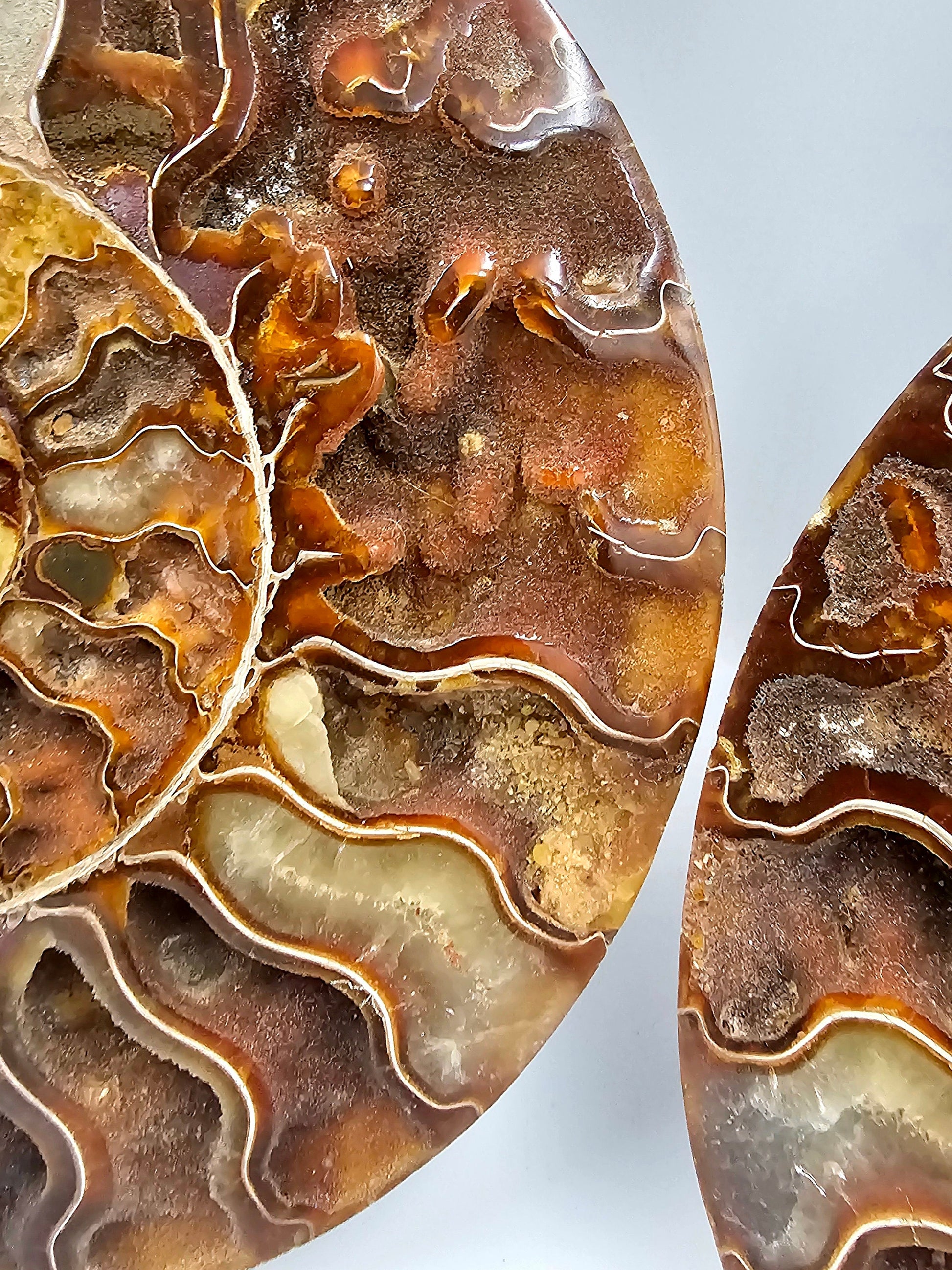 unique natural art ammonite