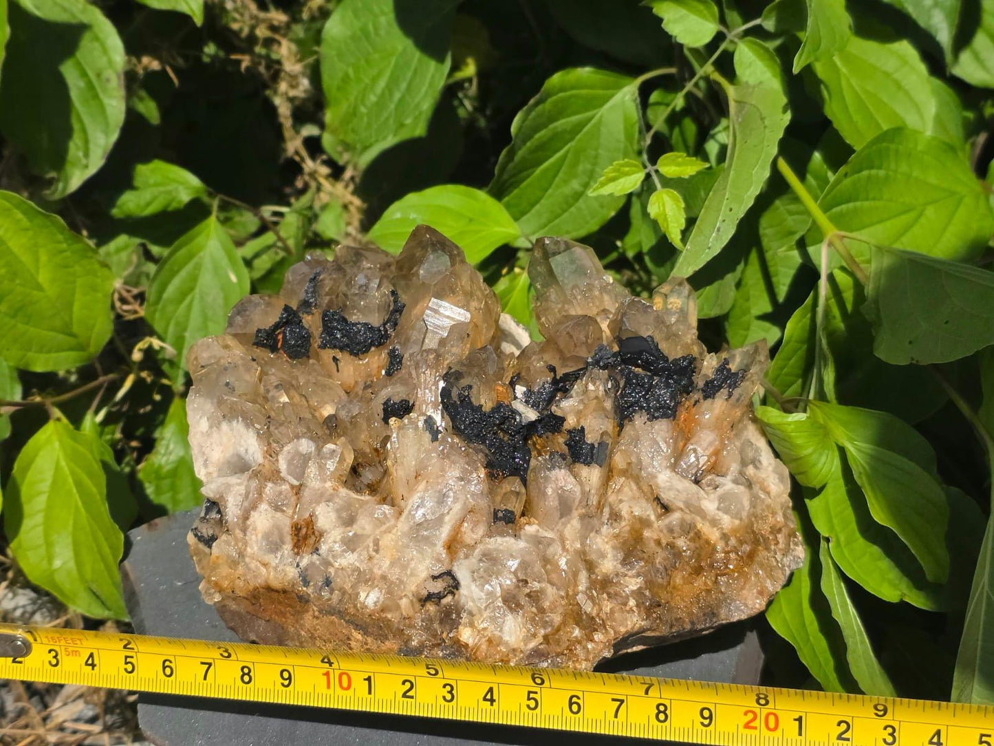 Untreated natural Citrine specimen with dense crystal points and natural mineral inclusions