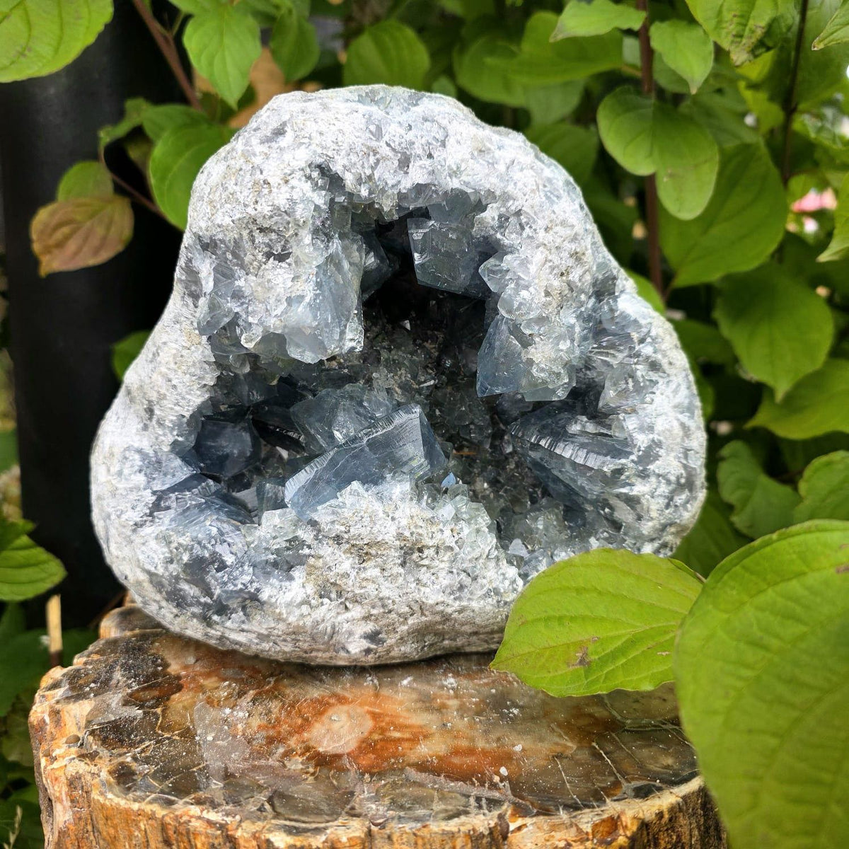 XL natural Celestite crystal geode from Madagascar