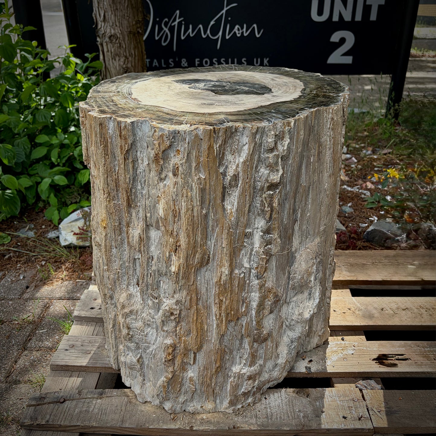 XL fossil wood garden landscaping décor for natural outdoor design
