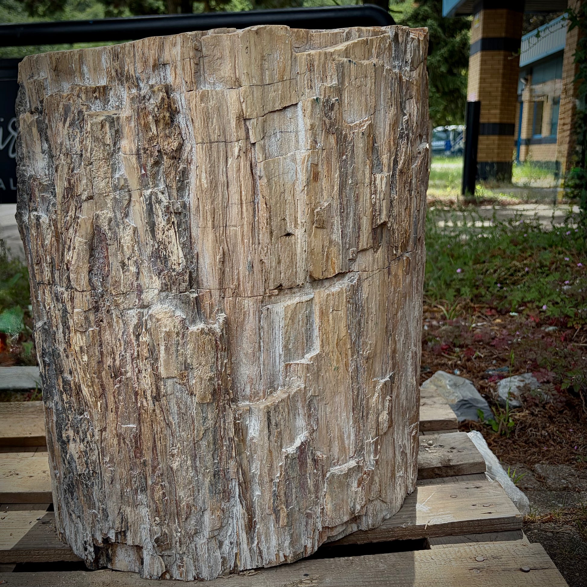 XL fossil wood luxury home décor piece for statement interior styling