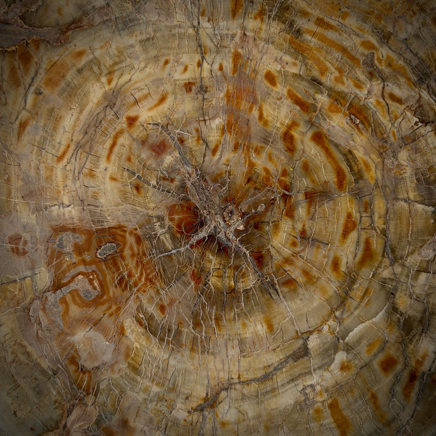 XL fossil wood statement piece ideal for interiors, patios and garden styling