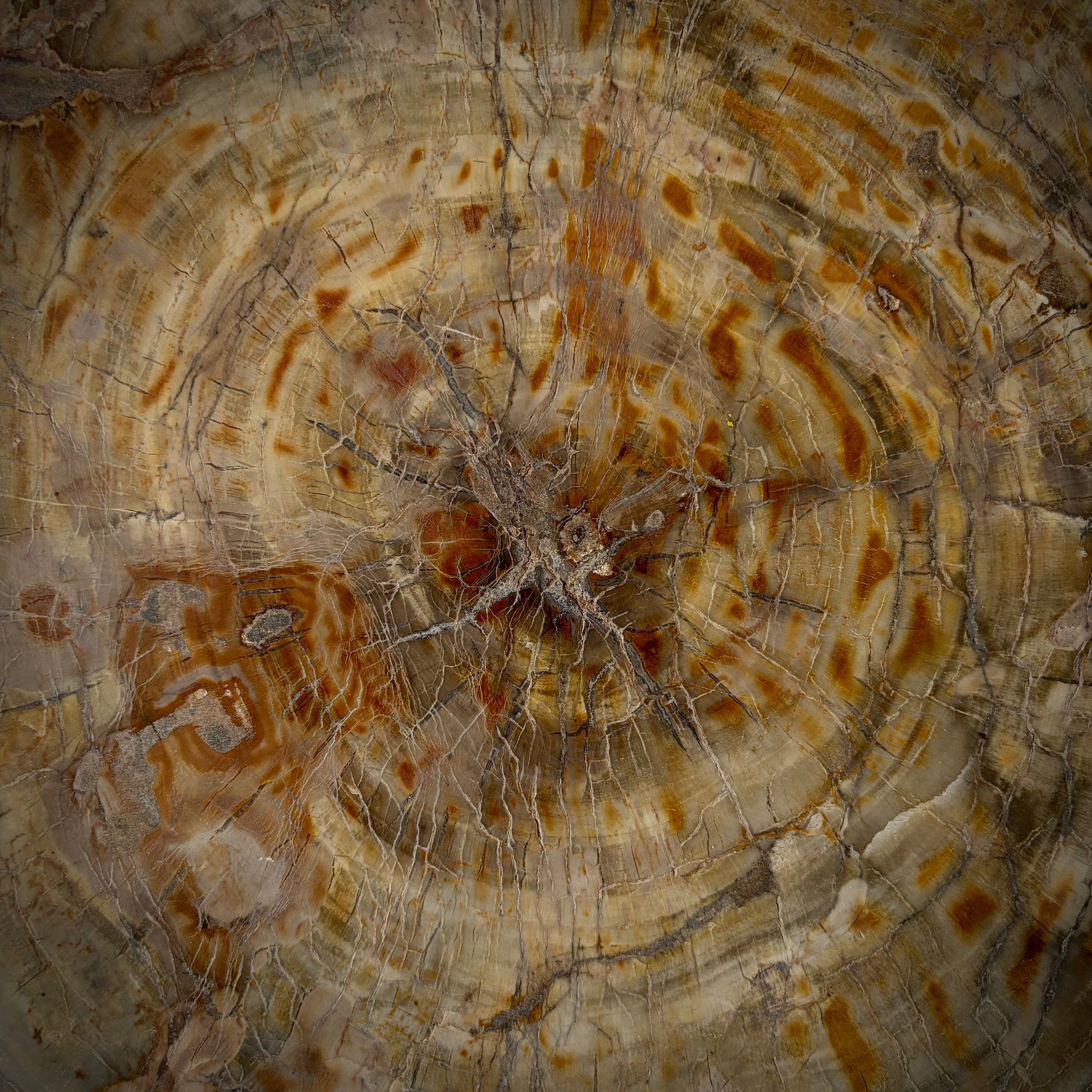 XL fossil wood statement piece ideal for interiors, patios and garden styling