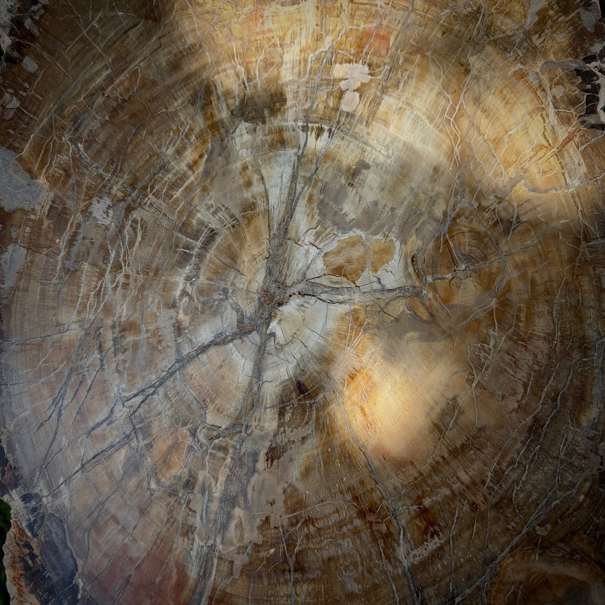 XL fossilised wood decorative piece for natural interiors and garden spaces