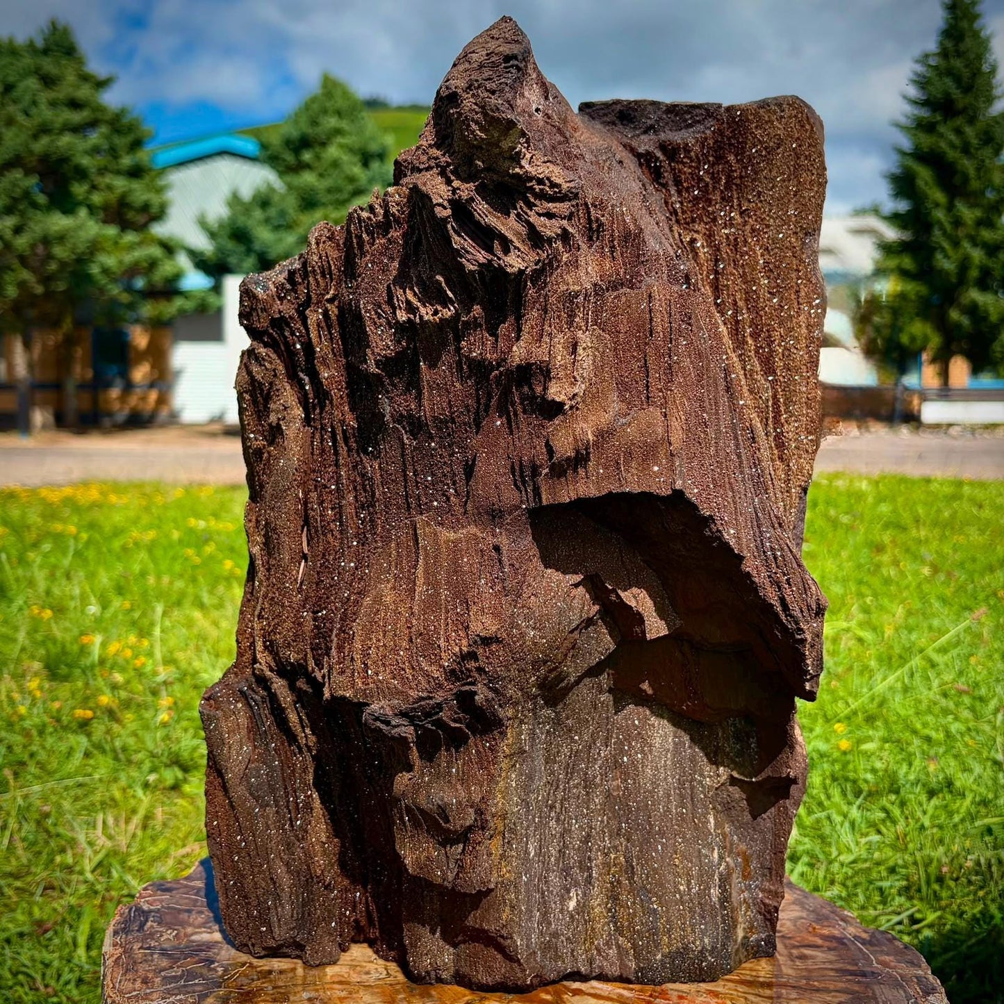 XL German permineralised petrified wood with sparkling Quartz druzy weighing 16.2kg.