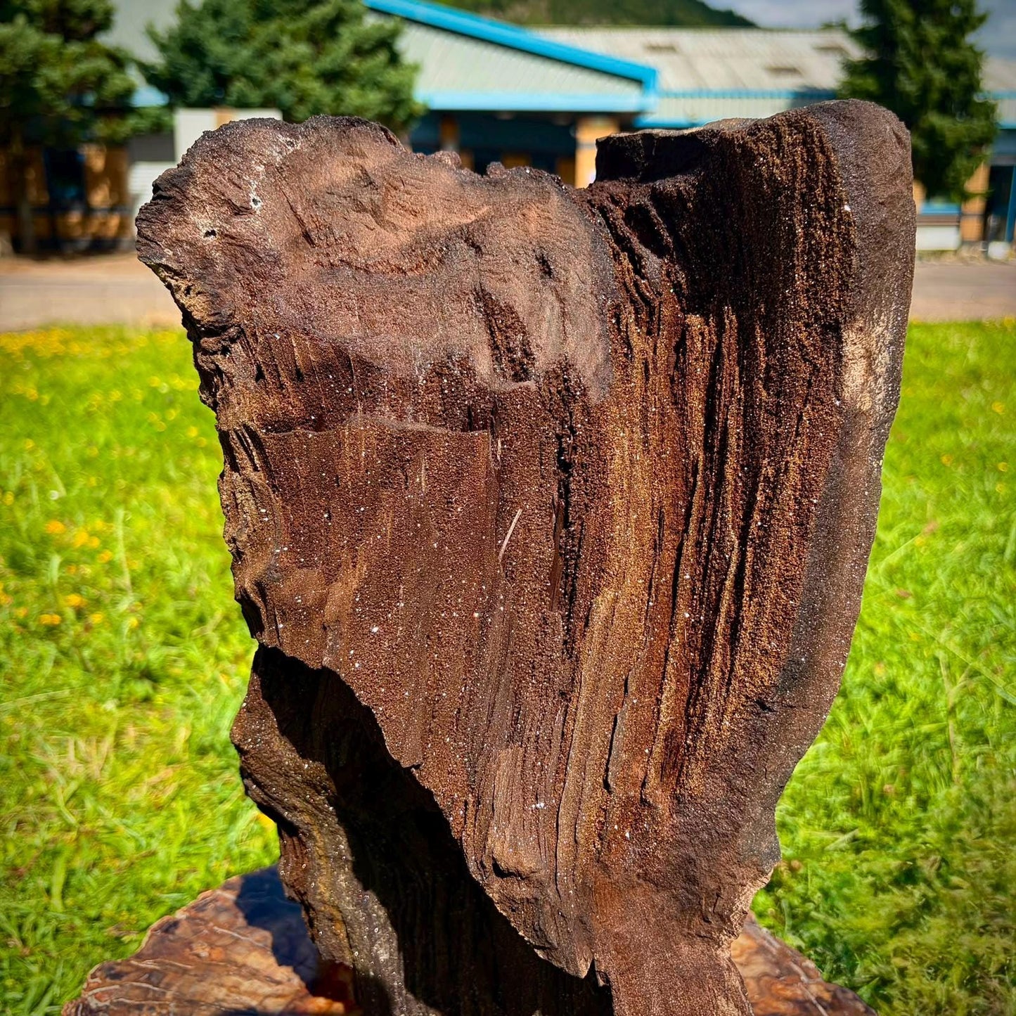 XL petrified wood with Quartz druzy displayed as a natural interior stone sculpture.