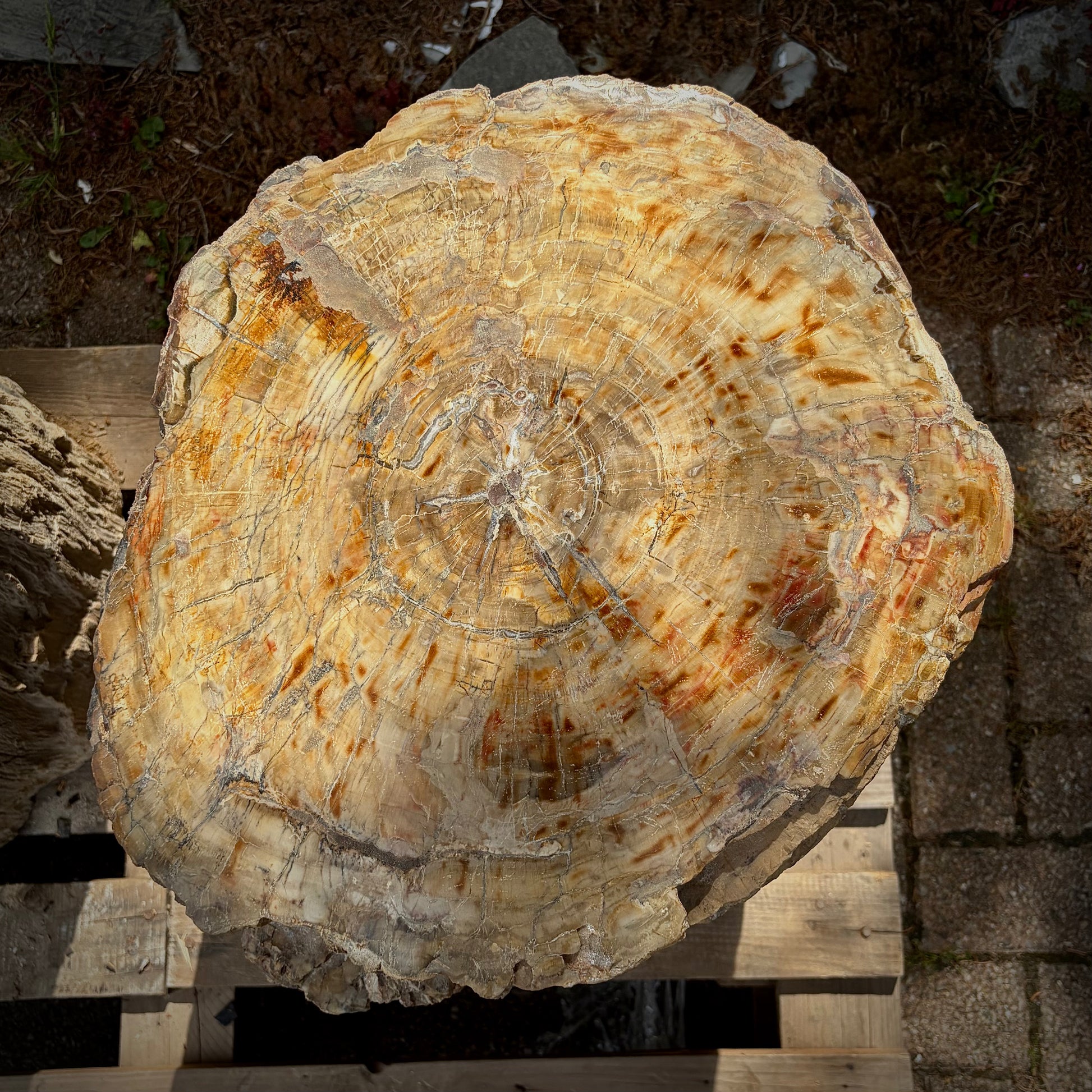 XL petrified wood natural sculpture for home, garden or landscape display