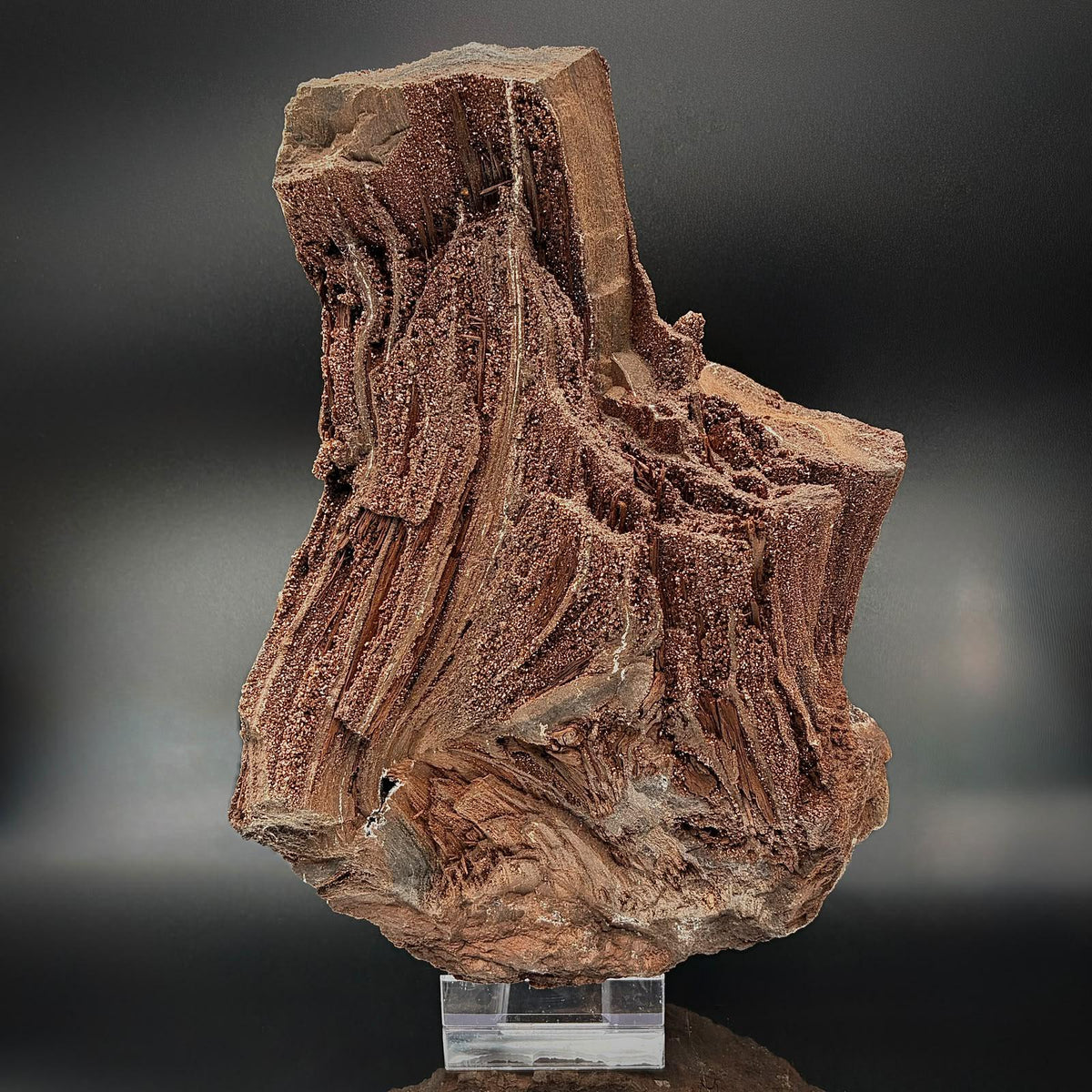 XL permineralised petrified wood from Germany with sparkling natural Quartz druzy formations.