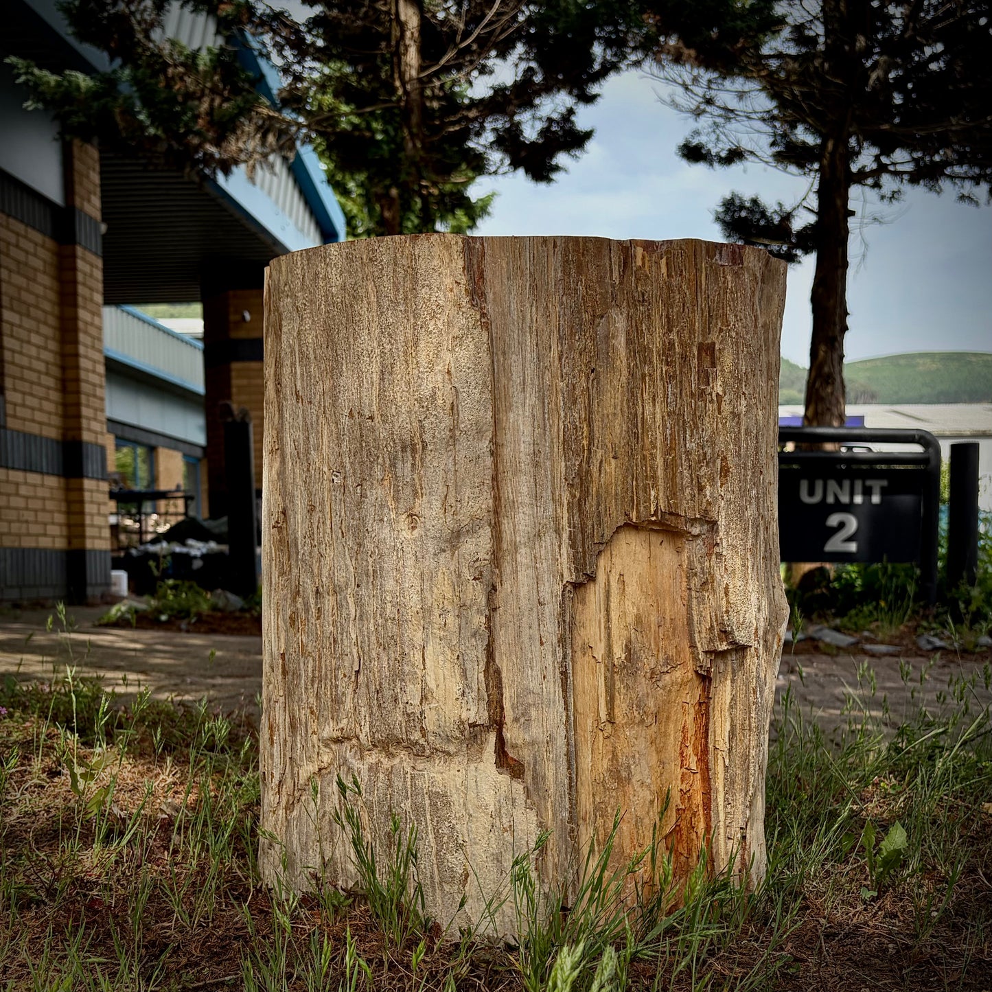 XL petrified wood rustic home décor piece with unique natural markings