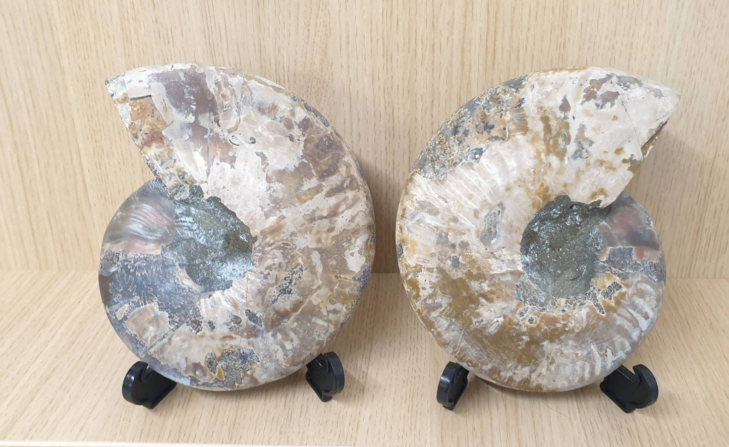 14) Large Ammonite Fossil Pair