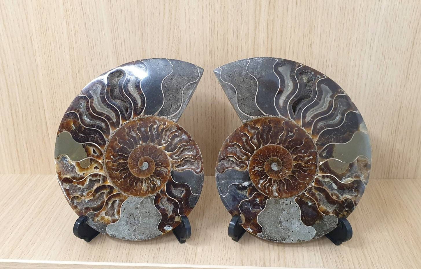 14) Large Ammonite Fossil Pair