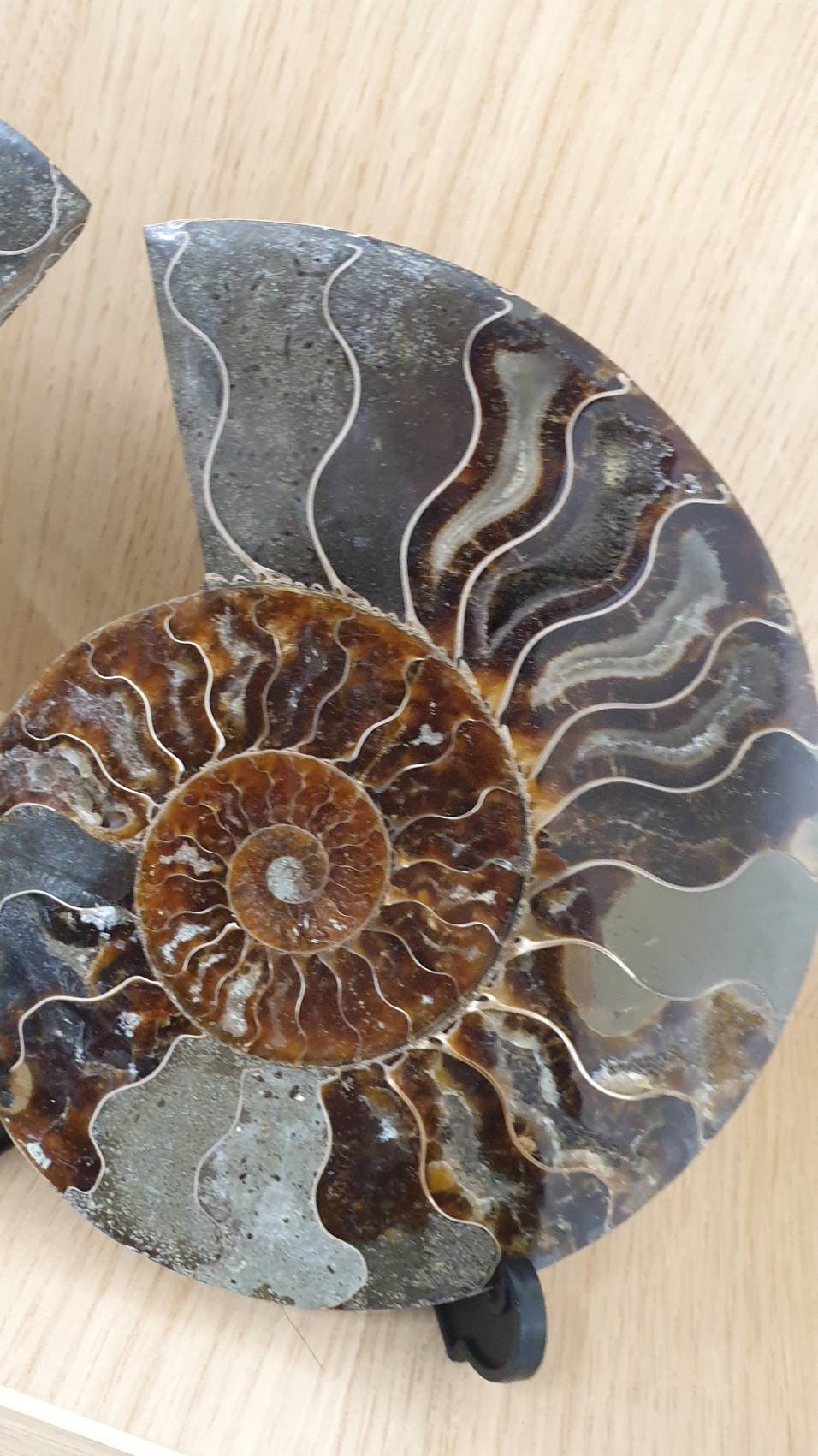 14) Large Ammonite Fossil Pair