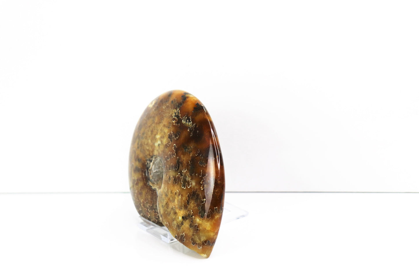 2) Large Ammonite Fossil Cleoniceras Whole
