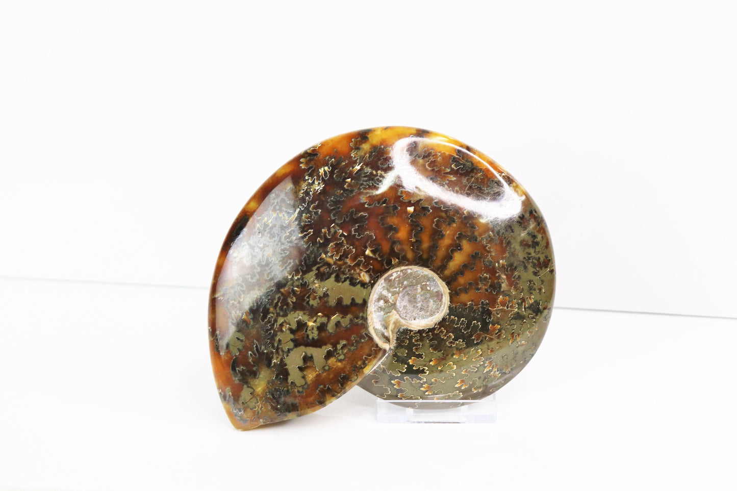 2) Large Ammonite Fossil Cleoniceras Whole