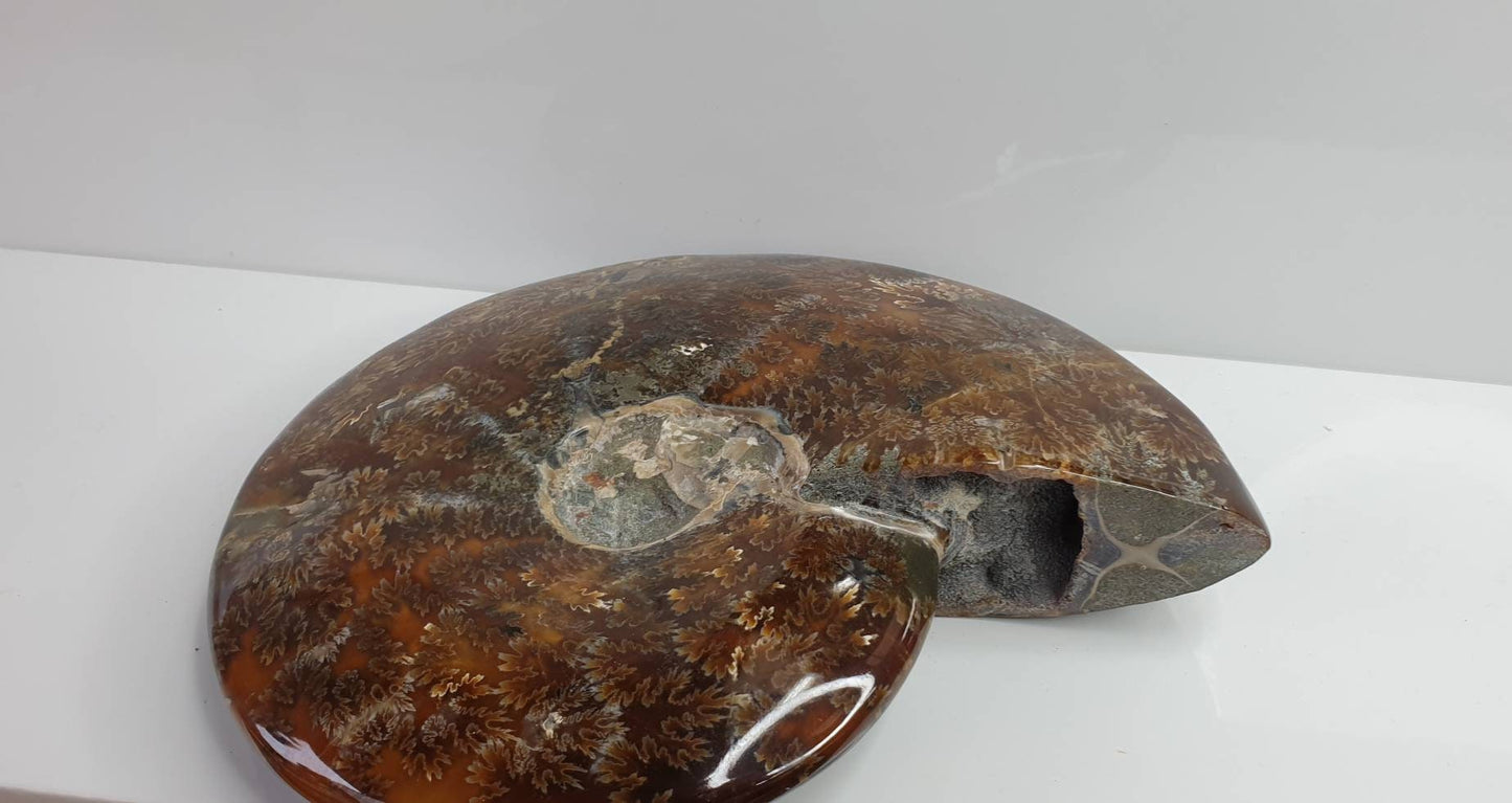 13) Ammonite Fossil Cleoniceras Whole