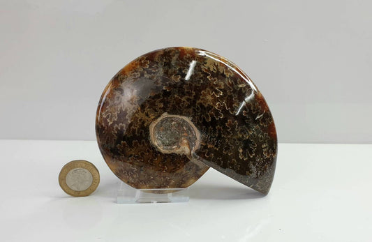 5) Ammonite Fossil Cleoniceras Whole