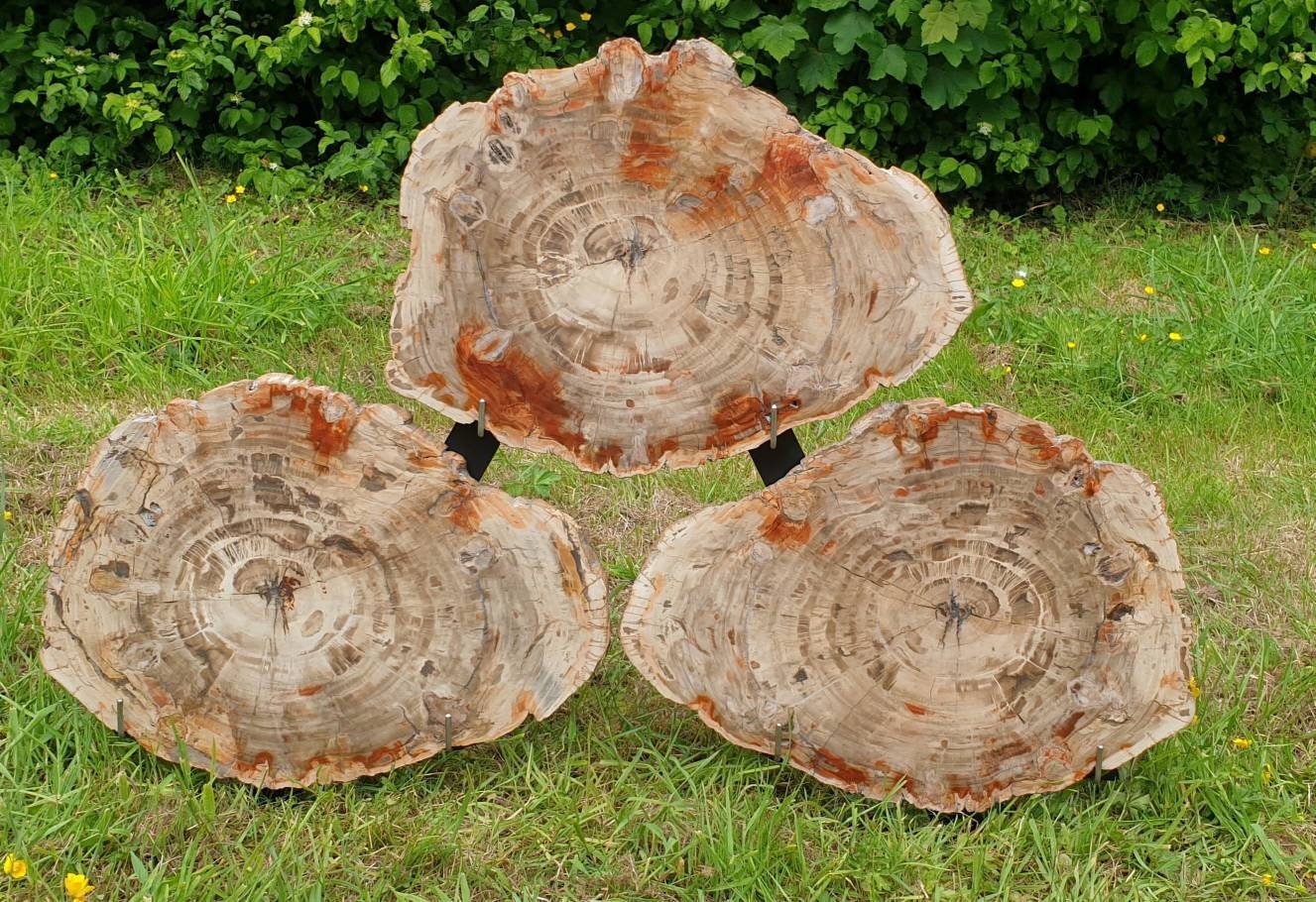 extra large fossil wood slices