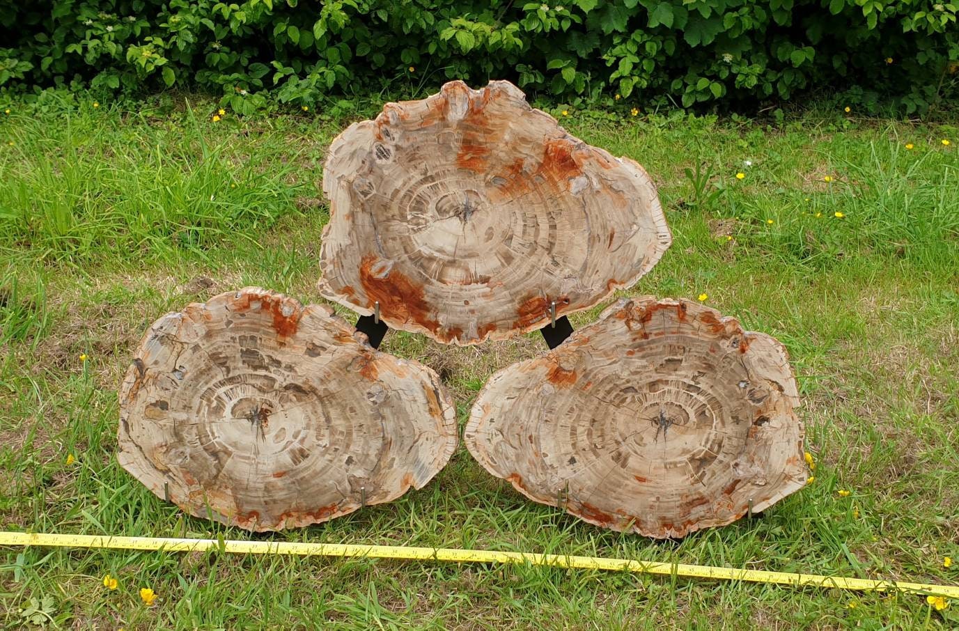 buy fossil wood