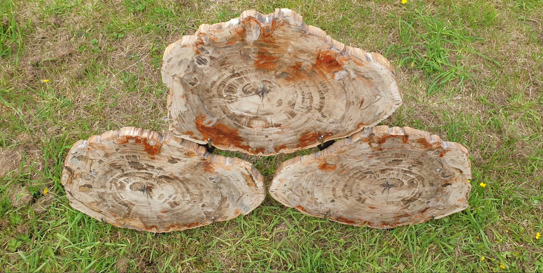 giant fossil wood slices
