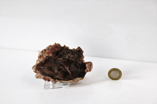34) Fossil Wood Slice - Petrified Wood - Madagascar