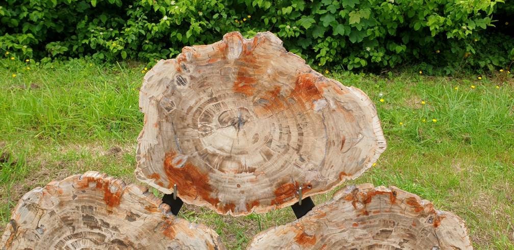 big fossil wood