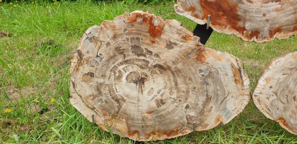 fossil wood art
