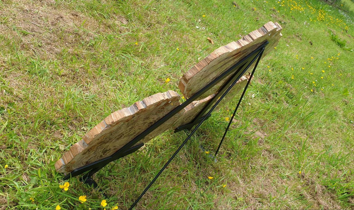 large slices of fossilised wood