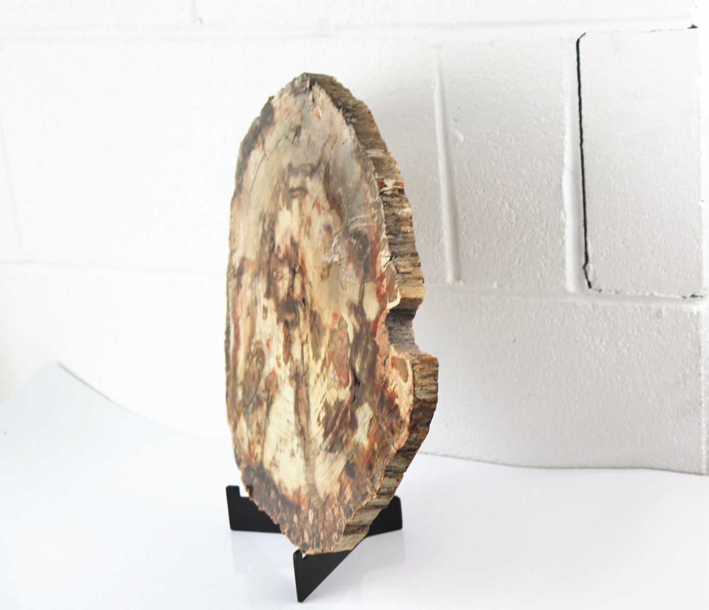 4) Extra Large Petrified Wood Slice - Petrified Wood - Madagascar