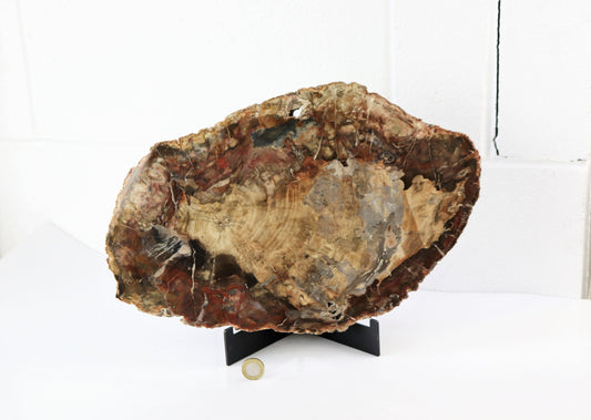 9) Extra Large Fossil Wood Slice - Petrified Wood - Madagascar