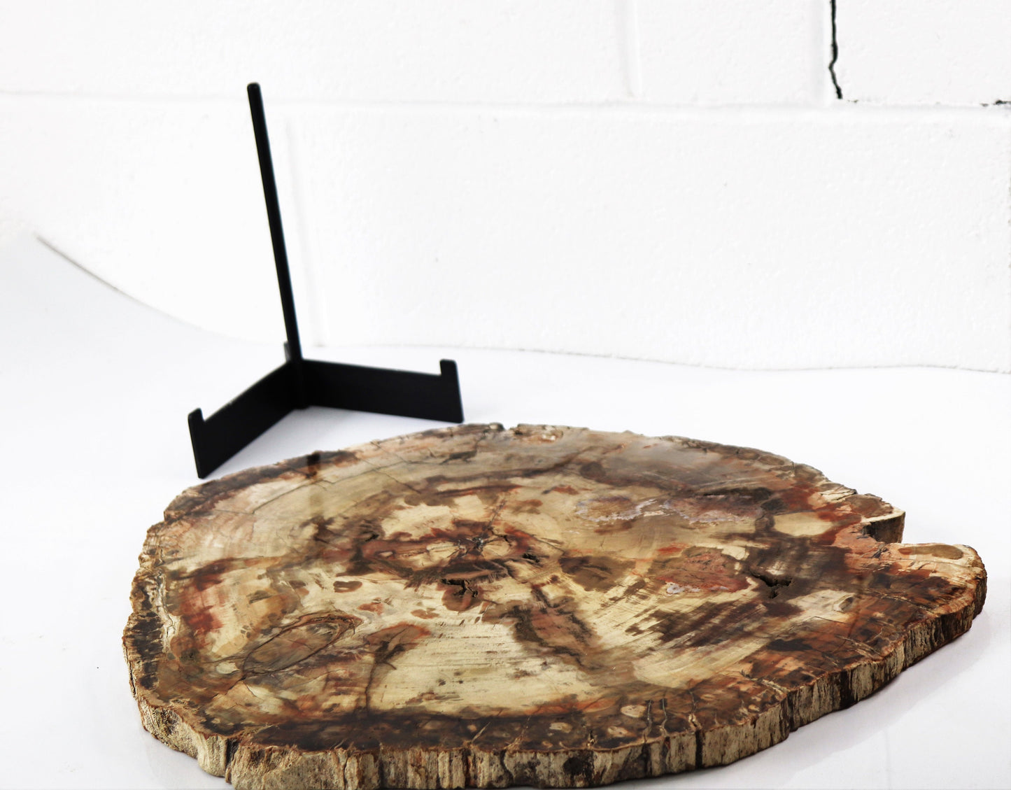 4) Extra Large Petrified Wood Slice - Petrified Wood - Madagascar