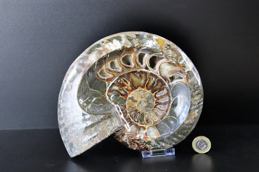 23) Large Ammonite Fossil Cleoniceras Deep Polished